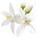 Flor de azahar del naranjo