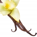Vainilla Bourbon